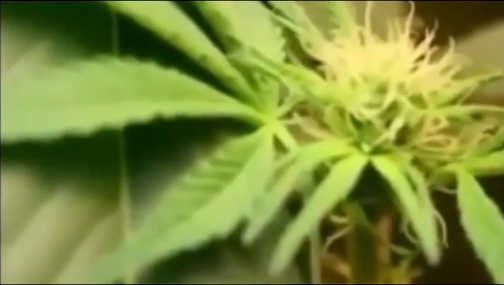 Featured Image Cannabis Documentary