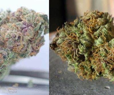 Indoor Bud and Outdoor Bud