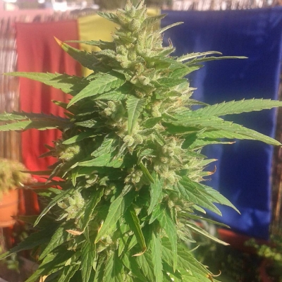 Harvest time...
#cookieskush #indica #exterior #outdoor #outdoorfun #barcelona #barnanis #cannabis #420 #highonweed #highlife #marijuana #legalise #legalize #endprohibition #weed #ganja #bigbud #heavybud #pornbud #smokeweedeveryday #medicine #cbd #thc | Cannabis Barcelona