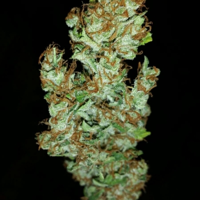 Northern light or lighting the north…
#northernlights #nofilter #justweed #perfectbud #cannabis #marijuna #medicine #greenpower #legalizeit #legalizeweed #barcelona #bcn #cannabisclub #weedshop #cofeeshop | Cannabis Barcelona