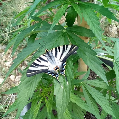 Look what I found on my cannabis plant…
#nofilter #sinfiltro #cannabis #barcelonacity #barcelona #marijuna #exterior #homegrown #growyourown #medicine #weed #greenplant #cbd #butterfly #nature #algreen #smokeweed #legalize | Cannabis Barcelona