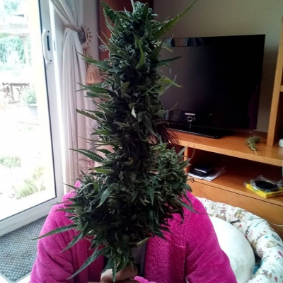 Whoβs that girl π€π
#weedcard #weed #weedporn #kingbud #budporn #kingsize #sizematters #thebiggerthebetter #greenpower #growyourown #homegrown #medicine #medical #marijuana #thc #cbd #newmedicine #cannabis #cannabisworld #cannabislovers #legalize #onelove | Cannabis Barcelona