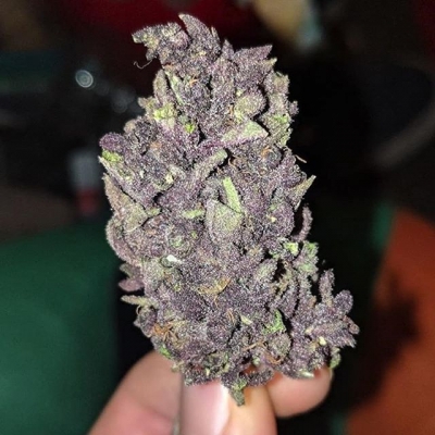 If you would have to name this strain, how would you call it?
#nofilter #instagood #instaweed #insane #purple #indigo #specialstrain #weed #weedlovers #weedporn #weedstagram #delicious #goodlooking #420 #gethigh #hightimes #highsociety #420life #kingbud #perfectbud #perfectnug #sexynug #smokeweed | Cannabis Barcelona