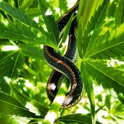 Yes the snake is a symbol of pharmaceutic industry but also a representation in our physicality of the Kundalini; IT alone shows you the symbol of our infinite nature and true potential
#weedcard #snake #kundalini #bigpharma #pillskill #infinite #cannabisculture #marijuanalegal #legalize #weedislife #loveweed #weedlove #weedpics #weedstagram #weedstagram420 #high #hightimes #highsociety #marijuanalove #staylifted #naturalmedicine #instagood #marijuana #thc #cbd | Cannabis Barcelona