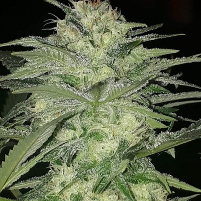 Recognize this lady? Who’s that girl?
#kraken from #buddhaseeds #hybrid #indica #sativa #cannabis ##marijuana #medicine #cannabisculture #marijuanalegal #legalize #weedislife #loveweed #weedlove #weedpics #weedstagram #weedstagram420 #high #hightimes #highsociety #marijuanalove #staylifted #naturalmedicine #420 #420life | Cannabis Barcelona