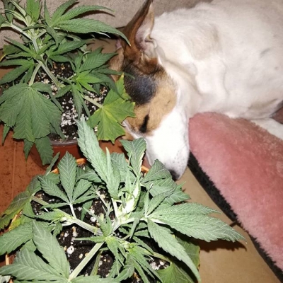 Wouldn’t you be sleeping the same??
I love my dog #maya #mayalove #onelove #plantlovers #nofilter #weedpic #cannabisculture #marijuanalegal #legalize #weedislife #loveweed #weedlove #weedpics #weedstagram #weedstagram420 #high #hightimes #highsociety #marijuanalove #staylifted #naturalmedicine #420 #420life | Cannabis Barcelona