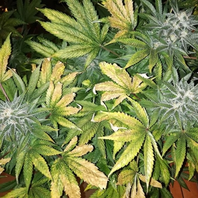 Almost ready and full of raisin :)
#cosecha #verde #harvest #harvestday #indoor #interior #plant #drgreenthumb #weedpic #instaweed #nofilter #nature #natureismedicine #greenpower #marijuana #legalize #legalizemarijuana #freetheweed #weedgang #ganja #medicine #medicalmarijuana #barcelona #bcn #bcnhighlife | Cannabis Barcelona