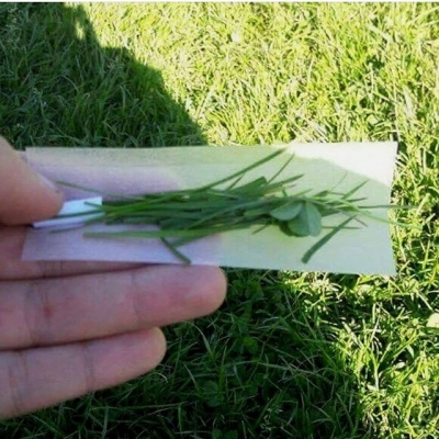 Please keep on the grass…
#grass #weed #gogreen #green #drgreenthumb #legalize #cannabis #joint #smokeweed #smokeweedeveryday #nature #weedlovers #smoking #weedsmokers
#highallday #thc #cbd #indica #sativa #stoned #weedthatweneed #bcn #bcnhighlife #weedcard #weedcardapp | Cannabis Barcelona