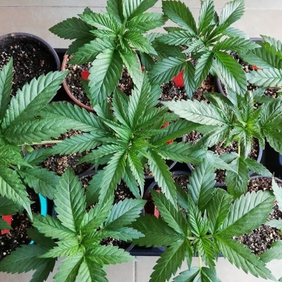 Ready to be transPLANTed
#nofilter #green #greenpower #bluecheese #legalize #weed #ilovemylife #ilovemyplants #cannabisculture #marijuanalegal #weedislife #loveweed #weedlove #weedpics #weedstagram #weedstagram420 #high #hightimes #highsociety #marijuanalove #staylifted #naturalmedicine #420 #420life | Cannabis Barcelona