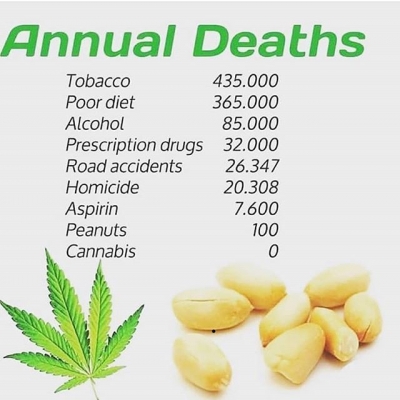 It is now time to wake up!!!
#seethetruth #facts #truthteller #newearth #peanuts #death #statistics #cannabis #safe #medicine #medical #marijuana #endprohibition #legalize #spain #spanabis #barcelona #coffeeshops #cannabisclub #cannabisassociation #cannabislovers #weed #weedthatweneed #peaceandlove | Cannabis Barcelona