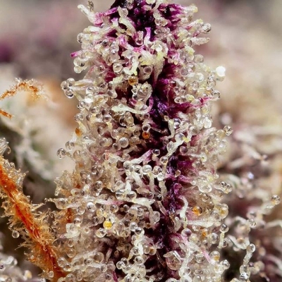 Beautiful!!!
#beautiful #terps #trichomes #tricomas #rasin #ganjagirls #dopeladies #kushqueen #girlswhosmoke #cannababes420 #instagood ##smoking #smokeweed #weed #weedsmokers
#highallday #thc #cbd #indica #sativa #stoned #weedthatweneed #bcn #bcnhighlife | Cannabis Barcelona