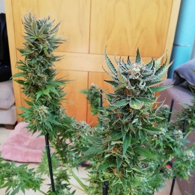 The one and only Kraken
#kraken #budtender #budporn #buddhaseeds #hybrid #sativa #indica #cannabisculture #marijuanalegal #legalize #weedislife #loveweed #weedlove #weedpics #weedstagram #weedstagram420 #high #hightimes #highsociety #marijuanalove #staylifted #naturalmedicine #420 #420life #nofilter | Cannabis Barcelona