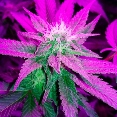 Satisfied?
#cannabisculture #marijuanalegal #legalize #weedislife #loveweed #weedlove #weedpics #weedstagram #weedstagram420 #high #hightimes #highsociety #marijuanalove #staylifted #naturalmedicine #420 #420life #pornbud #royalbud #colors #rainbow #exotic #strain | Cannabis Barcelona