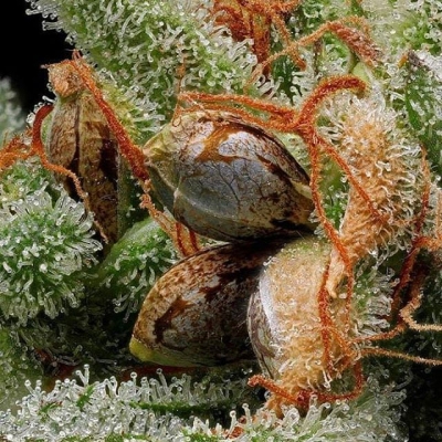 Seeds and trichomes…
#nofitler #sinfiltro #seeds #semillas #tricomas #trichomes #resin #cannabisculture #marijuanalegal #legalize #weedislife #loveweed #weedlove #weedpics #weedstagram #weedstagram420 #high #hightimes #highsociety #marijuanalove #staylifted #naturalmedicine #420 #420life | Cannabis Barcelona