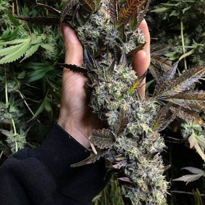 Yes, it’s Monster Bud
#pornbud #budporn #royalbud #budtender #kingbud #gigantic #huge #amazing #legalize #weed #weedpics #smoking #smokeweed #weedsmokers
#highallday #thc #cbd #indica #sativa #stoned #weedthatweneed #bcn #bcnhighlife #rasin #fullofrasin | Cannabis Barcelona