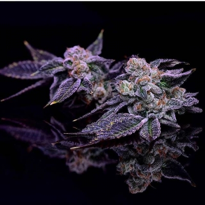 #weedpics #fotooftheday #purple #indigo #rainbow #cannabisculture #marijuanalegal #legalize #weedislife #loveweed #weedlove #weedpics #weedstagram #weedstagram420 #high #hightimes #highsociety #marijuanalove #staylifted #naturalmedicine #420 #420life | Cannabis Barcelona