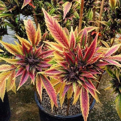 Almost ready to harvest
#harvest #cosecha #rainbow #colors #allcolors #budporn #red #yellow #purple #beautiful #instagood #instapic #weedpics #weedstagram #weedstagram420 #high #cannabis #newmedicine #medical #sativa #cbd #barcelona #high #hightimes #highcity | Cannabis Barcelona