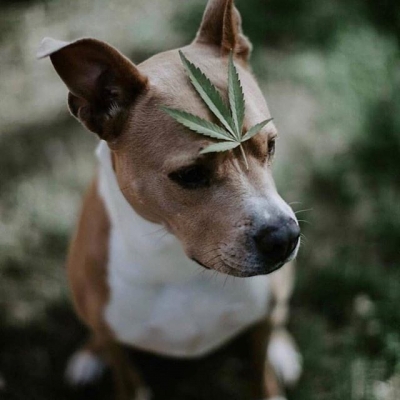 In the leaf we trust!
#feeling #blessed #thirdeye #awakening #green #leaf #good #dog #doggy #animals #weedstagram420 #420 #instapic #instaweed #weedpics #newreligion #medical #marijuana #newmedicine #medicinal #cannabis #cbd #cbdoil #pet #cbd #petcbd #legalize #weed #weedislife #smokeweed #smokeweedeveryday | Cannabis Barcelona