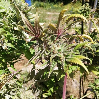 Getting close to harvest
#harvest #harvestday #cosecha #growyourown #homegrown #weed #weedsmokers #smokeweed #colors #allcolors #leafs #green #greenthumb #greenleaf #greenpower #nature #medical #marijuana #cannabis #medicine #barcelona #cannabisclub #asociacioncannabica #coffeeshop #thc #northernlights | Cannabis Barcelona