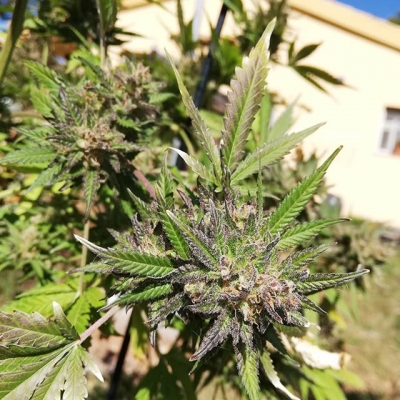 Busy busy busy…
#weedcard #weed #cannabis #marijuana #exterior #ourdoor #purple #colors #rainbow #instapic #weedpic #weedstagram #weedstagram420 #high #hightimes #highsociety #marijuanalove #staylifted #naturalmedicine #medical #nofilter #nofilterneeded #instagood #instaweed #lovemylife #lovemyplants #plantlovers | Cannabis Barcelona