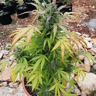 Almost ready to be sacrificed… @kashsadri_
#rockymountain #tutankamon #pyramidseeds #autoflowering #exterior #sativa #hybrid #growyourown #cannabis #lovemyplants #homegrown #outdoor #weed is the #new #medicine #legalize #medical #marijuana #medicalmarijuana #thc #cbd #gogreen #greenthumb #greenpower | Cannabis Barcelona