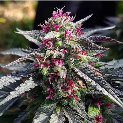 #royalbud #kingbud #perfectbud #colors #rainbow #growyourown #rasin #cannabisculture #marijuanalegal #legalize #weedislife #loveweed #weedlove #weedpics #weedstagram #weedstagram420 #high #hightimes #highsociety #marijuanalove #staylifted #naturalmedicine #420 #420life | Cannabis Barcelona