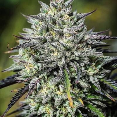 #rasin #tricomas #trichomes #thc #indica #kingbud #perfectbud #gigantic #huge #amazing #budtastic #budporn #royalbud #budtender #beautiful #cannabis #bud #cannabisassociation #cataluña #spain #barcelona #cannabisclub #asociacioncannabica #coffeeshop #marijuana #highlife #hightimes | Cannabis Barcelona