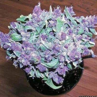 Made out of pure love
#unity #love #onelove #unityconsciousness #legalize #weed #smokeweed #weedsmokers #weedislife #loveweed #weedpics #weedstagram #weedstagram420 #high #hightimes #highsociety #highallday #barcelona #spain #cannabis #cannabisclub #weedcard #weedcardapp | Cannabis Barcelona