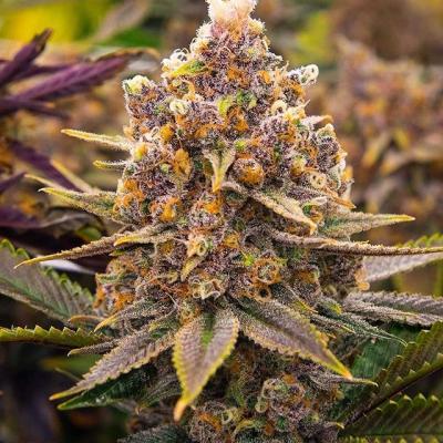 #Beautiful #bud
#budporn #royalbud #budtender #kingbud #gigantic #huge #pornbud #budtastic #tricomas #trichomes #thc #indica #rasin #rainbow #medical #cannabis #plant #medicine #growyourown #interior #barcelona #spain #indoor #weed #highlife #hightimes #highsociety | Cannabis Barcelona