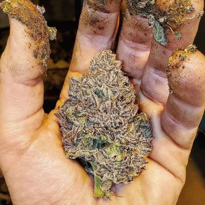 Happy 2020!!! Looks like sticky icky…
#amazing #bud #budtender #budtastic #kingbud #smoking #smokeweed #weed #pornbud #weedporn #budporn #kingsize #rasin #canna #cannabisassociation #cannabis #cannabisclub #weedcard #barcelona #spain #happynewyear #2020 | Cannabis Barcelona